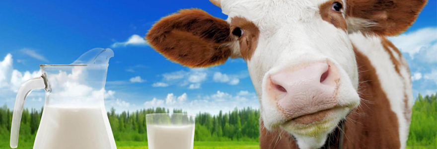 lait de vache